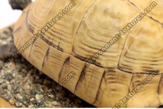tortoise shell 0030